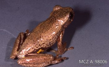 Media type: image;   Herpetology A-98006 Description: Photo of animal in life, taken in the field by Dr. Kenneth Ichiro Miyata. A slide of the photo was scanned in 2012 by Melissa Wooley.;  Aspect: lateral